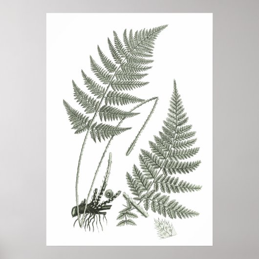 Sage Green Fern print nr. 10 Botanische Wall Art (Voorkant)