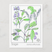 Sage Herb Materia Medica Kaarten Herbal Studie Pla (Voorkant)