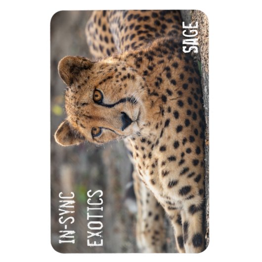 Sage - magneet (Verticaal)