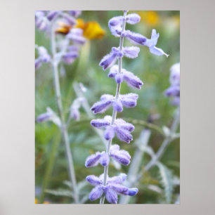 Sage russe pourpre - Poster Perovskia