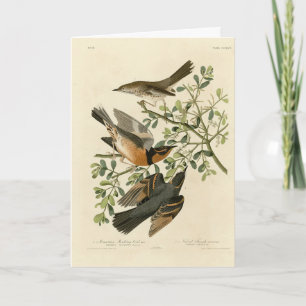 Sage Thrasher en Varied Thrush, Vogels van Audubon Kaart