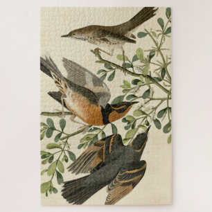 Sage Thrasher en Varied Thrush, Vogels van Audubon Legpuzzel