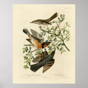 Sage Thrasher en Varied Thrush, Vogels van Audubon Poster