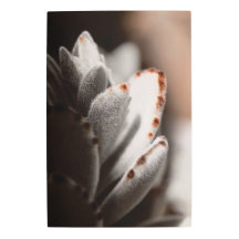 Sage Vert Succulent Avec Conseils Brown