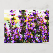 sagebloem briefkaart (Voorkant)