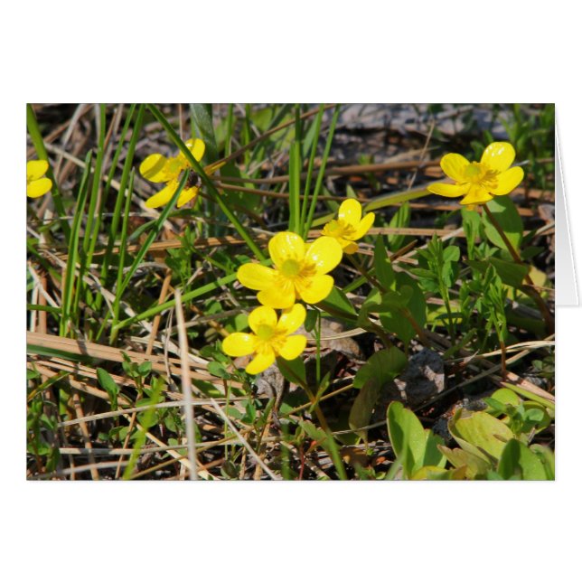Sagebrush Buttercup (Voorkant Horizontaal)