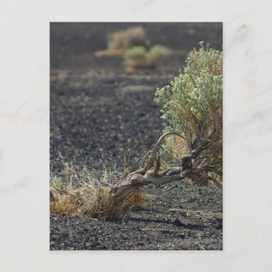 Sagebrush Desert Briefkaart (Voorkant)