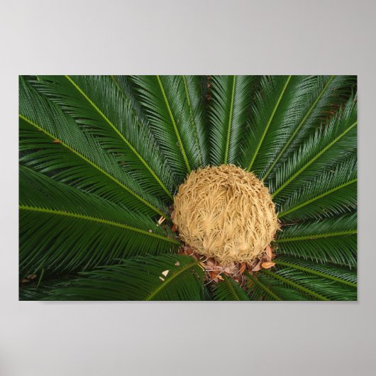 Sago Palm Canvas of Poster (Voorkant)