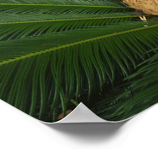Sago Palm Canvas ou Poster (Coin)