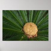Sago Palm Canvas ou Poster (Devant)