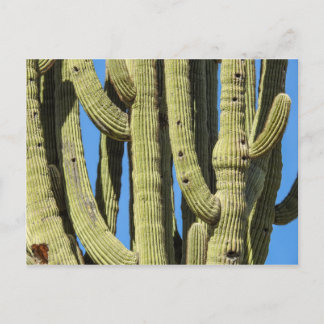 Saguaro Briefkaart
