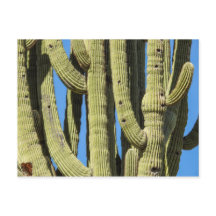 Saguaro Briefkaart