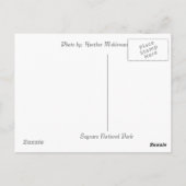 Saguaro Briefkaart (Achterkant)