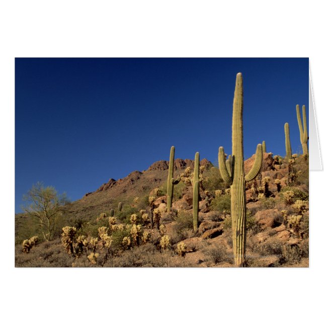 Saguaro cacti en Tucson Mountains, Tucson (Voorkant Horizontaal)