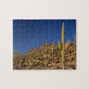 Saguaro cacti en Tucson Mountains, Tucson Legpuzzel