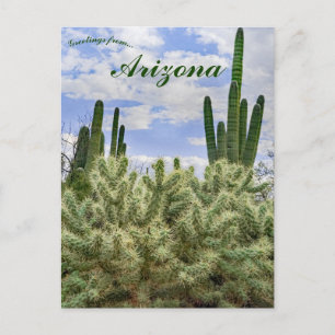 Saguaro Cacti in Tucson, Arizona Briefkaart