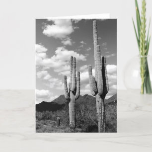 Saguaro Cacti Sonoran Desert Foto Wenskaarten Kaart
