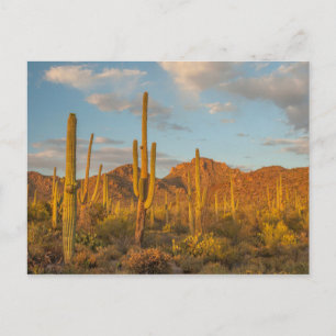 Saguaro cactus at sunset, Arizona Briefkaart