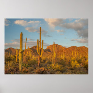 Saguaro cactus bij zonsondergang, Arizona Poster
