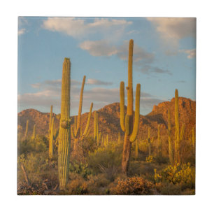 Saguaro cactus bij zonsondergang, Arizona Tegeltje