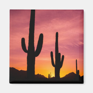 Saguaro cactus bij zonsopgang, Arizona Magneet