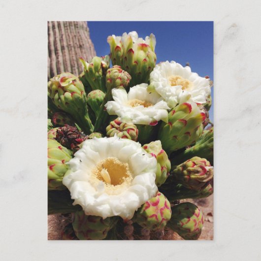 Saguaro Cactus Blossom - Arizona State Flower Briefkaart (Voorkant)