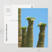 Saguaro Cactus Blossom Briefkaart (Voorkant / Achterkant)