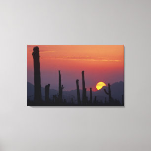 Saguaro Cactus Carnegiea gigantea), Zonsondergang, Canvas Afdruk