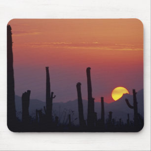 Saguaro Cactus Carnegiea gigantea), Zonsondergang, Muismat