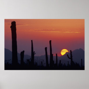 Saguaro Cactus Carnegiea gigantea), Zonsondergang, Poster