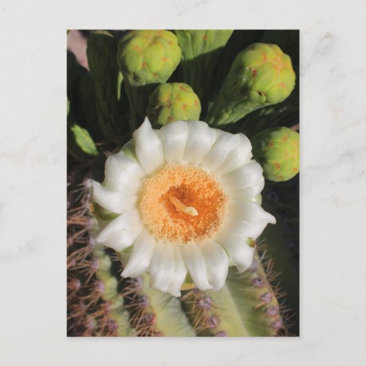 Saguaro Cactus Flower Briefkaart (Voorkant)