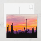 Saguaro Cactus Forest op Sunset Briefkaart (Voorkant / Achterkant)