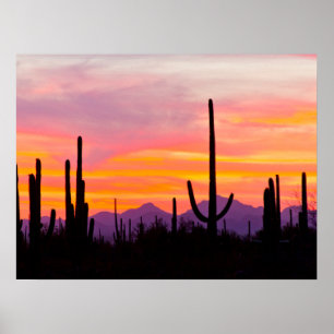Saguaro Cactus Forest op Sunset Poster
