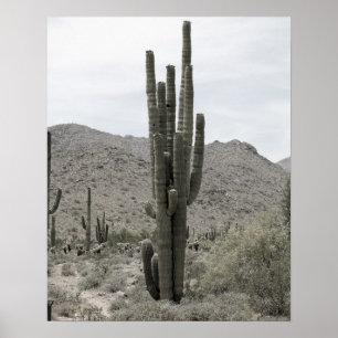 Saguaro Cactus in de Arizona-woestijn met een laag Poster
