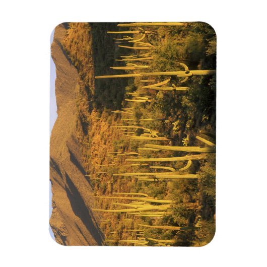 Saguaro cactus in het Nationaal Park Saguaro nabij Magneet (Verticaal)