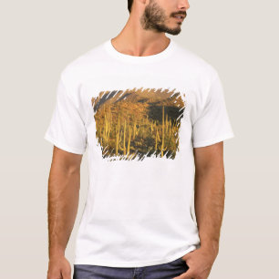 Saguaro cactus in het Nationaal Park Saguaro nabij T-shirt