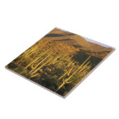 Saguaro cactus in het Nationaal Park Saguaro nabij Tegeltje (Zijkant)