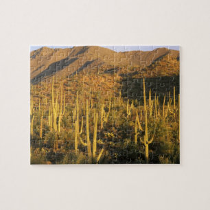 Saguaro-cactus in Saguaro National Park nabij Legpuzzel