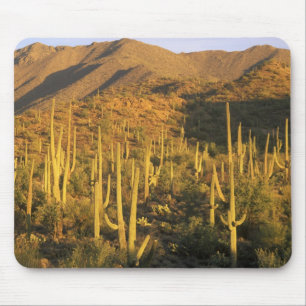 Saguaro cactus in Saguaro National Park nabij Muismat