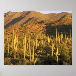 Saguaro-cactus in Saguaro National Park nabij Poster