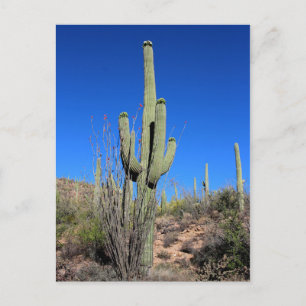 Saguaro Cactus nr. 1 Briefkaart