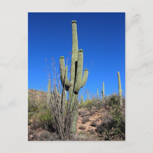 Saguaro Cactus nr. 1 Briefkaart (Voorkant)