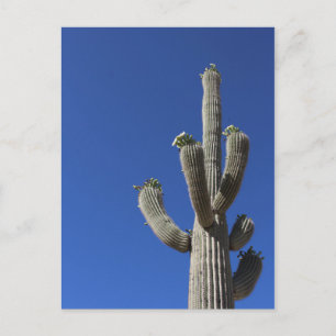 Saguaro Cactus nr. 4 Briefkaart