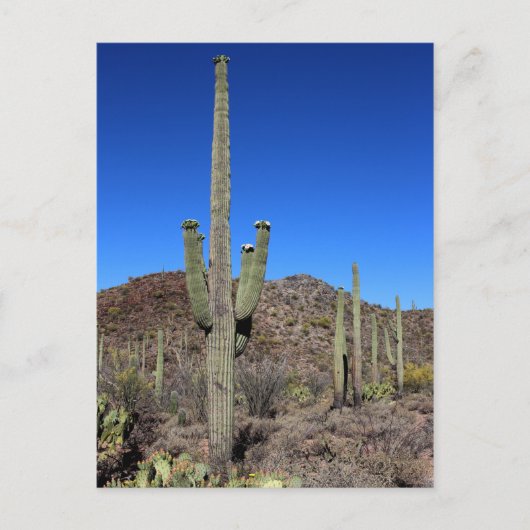 Saguaro Cactus nr. 9 Briefkaart (Voorkant)