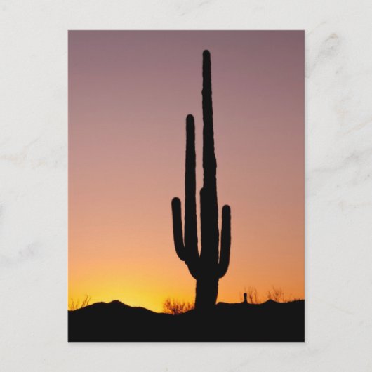 Saguaro Cactus op Sunset Briefkaart (Voorkant)