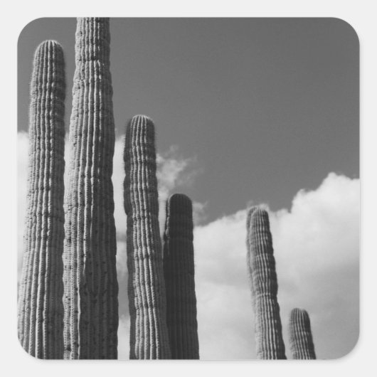 Saguaro Cactus Pipes Desert Custom Sticker Decals (Voorkant)