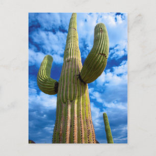 Saguaro cactus portret, Arizona Briefkaart