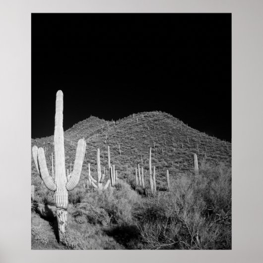 Saguaro Cactus Poster (Voorkant)