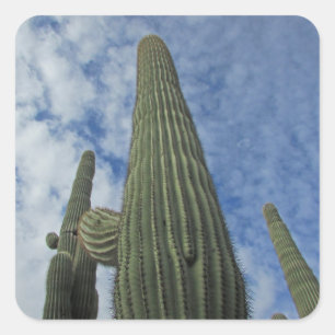 Saguaro Cactus Reaching to Blue Sky Southwest Vierkante Sticker