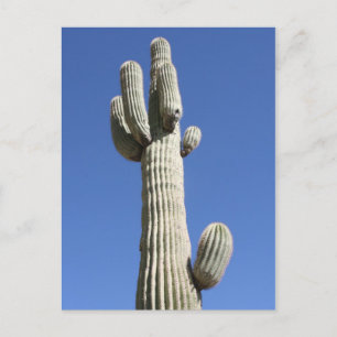 Saguaro Cactus, Scottsdale, Arizona Briefkaart